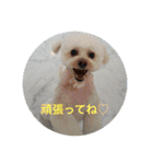 犬のもちごめスタンプ2 おもちとおこめ（個別スタンプ：24）