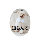 犬のもちごめスタンプ2 おもちとおこめ（個別スタンプ：25）