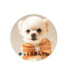 犬のもちごめスタンプ2 おもちとおこめ（個別スタンプ：28）