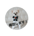 犬のもちごめスタンプ2 おもちとおこめ（個別スタンプ：34）