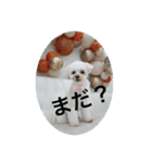 犬のもちごめスタンプ2 おもちとおこめ（個別スタンプ：36）