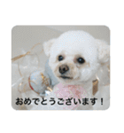 犬のもちごめスタンプ2 おもちとおこめ（個別スタンプ：38）