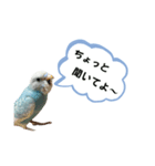 セキセイインコ ぽっちゃんスタンプ連絡用（個別スタンプ：17）