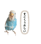 セキセイインコ ぽっちゃんスタンプ連絡用（個別スタンプ：18）