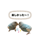 セキセイインコ ぽっちゃんスタンプ連絡用（個別スタンプ：22）