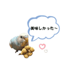 セキセイインコ ぽっちゃんスタンプ連絡用（個別スタンプ：23）