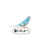 セキセイインコ ぽっちゃんスタンプ連絡用（個別スタンプ：26）