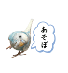 セキセイインコ ぽっちゃんスタンプ連絡用（個別スタンプ：30）