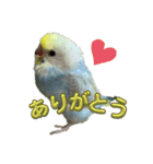 セキセインコのミントさん（個別スタンプ：2）