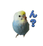 セキセインコのミントさん（個別スタンプ：3）