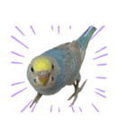 セキセインコのミントさん（個別スタンプ：4）