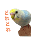 セキセインコのミントさん（個別スタンプ：5）