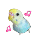 セキセインコのミントさん（個別スタンプ：6）