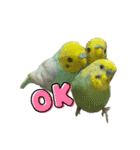 セキセインコのミントさん（個別スタンプ：7）