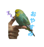 セキセインコのミントさん（個別スタンプ：8）