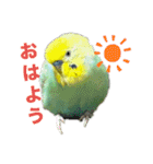 セキセインコのミントさん（個別スタンプ：9）