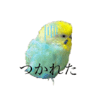 セキセインコのミントさん（個別スタンプ：11）