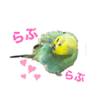 セキセインコのミントさん（個別スタンプ：12）