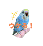 セキセインコのミントさん（個別スタンプ：14）