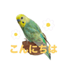 セキセインコのミントさん（個別スタンプ：15）