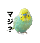 セキセインコのミントさん（個別スタンプ：17）