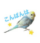 セキセインコのミントさん（個別スタンプ：18）