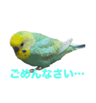 セキセインコのミントさん（個別スタンプ：19）