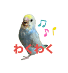 セキセインコのミントさん（個別スタンプ：20）