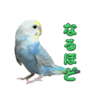 セキセインコのミントさん（個別スタンプ：21）