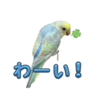 セキセインコのミントさん（個別スタンプ：22）