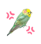 セキセインコのミントさん（個別スタンプ：23）