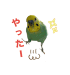 セキセインコのミントさん（個別スタンプ：24）