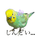 セキセインコのミントさん（個別スタンプ：25）