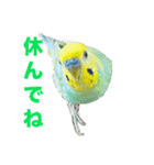セキセインコのミントさん（個別スタンプ：26）
