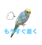 セキセインコのミントさん（個別スタンプ：27）