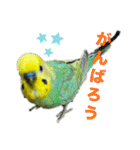 セキセインコのミントさん（個別スタンプ：28）