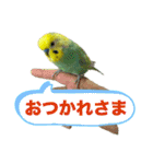 セキセインコのミントさん（個別スタンプ：29）