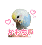 セキセインコのミントさん（個別スタンプ：30）
