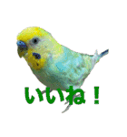 セキセインコのミントさん（個別スタンプ：31）
