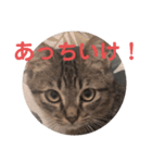 毒舌キジトラ♡（個別スタンプ：1）