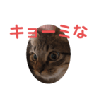 毒舌キジトラ♡（個別スタンプ：2）