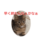 毒舌キジトラ♡（個別スタンプ：3）