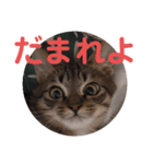 毒舌キジトラ♡（個別スタンプ：4）