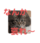 毒舌キジトラ♡（個別スタンプ：5）