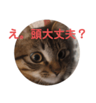 毒舌キジトラ♡（個別スタンプ：6）
