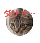 毒舌キジトラ♡（個別スタンプ：7）
