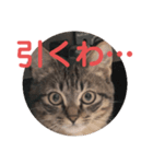 毒舌キジトラ♡（個別スタンプ：8）