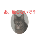 毒舌キジトラ♡（個別スタンプ：9）