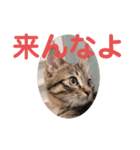 毒舌キジトラ♡（個別スタンプ：10）