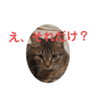毒舌キジトラ♡（個別スタンプ：11）